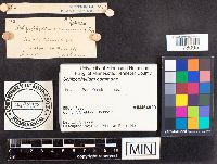 Schizophyllum commune image