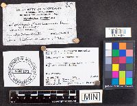 Schizophyllum commune image