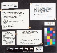 Schizophyllum commune image