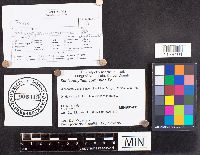 Schizophyllum commune image