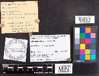 Schizophyllum commune image