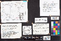 Schizophyllum commune image