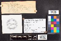 Schizophyllum commune image