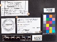 Schizophyllum commune image