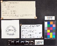 Schizophyllum commune image