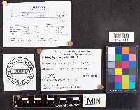 Schizophyllum commune image