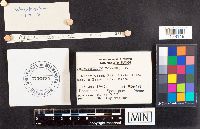 Schizophyllum commune image