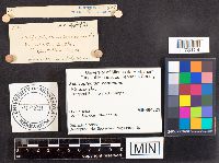 Schizophyllum commune image