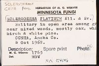 Scleroderma cepa image
