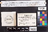 Scleroderma cepa image