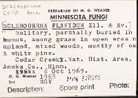 Scleroderma cepa image