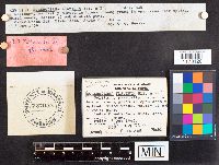 Scleroderma cepa image