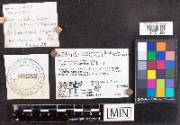 Scleroderma cepa image