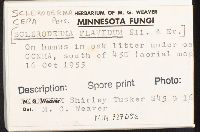 Scleroderma cepa image