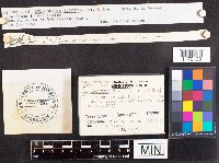 Scleroderma cepa image