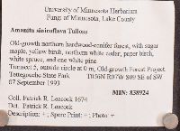 Amanita sinicoflava image