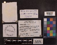 Amanita sinicoflava image