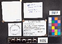 Amanita sinicoflava image