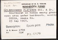 Scleroderma cepa image