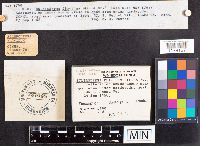 Scleroderma cepa image