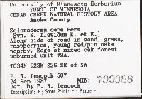 Scleroderma cepa image
