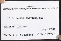 Scleroderma cepa image