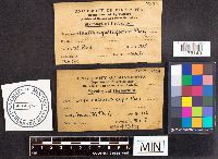 Scleroderma cepa image