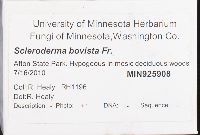 Scleroderma bovista image