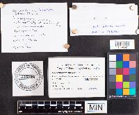 Media resource of Scleroderma bovista