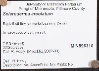 Scleroderma areolatum image