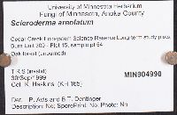 Scleroderma areolatum image