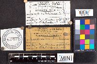 Scleroderma bovista image