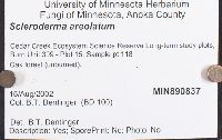 Scleroderma areolatum image