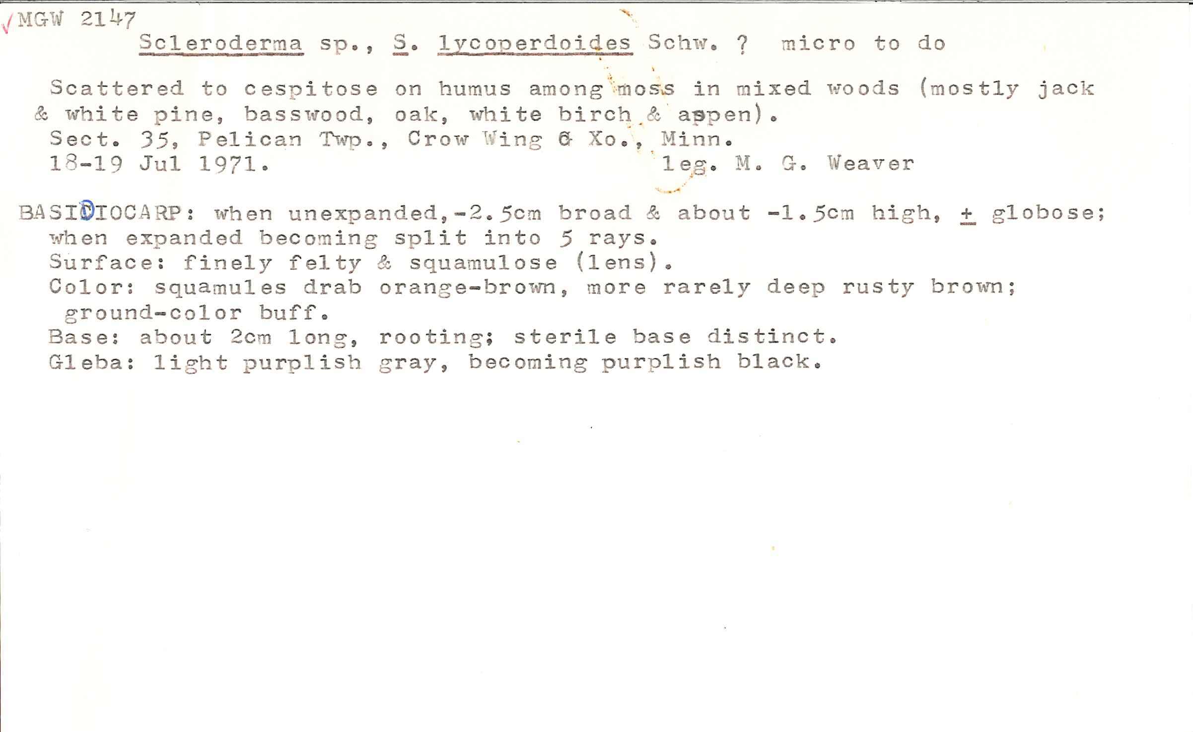 Scleroderma lycoperdoides image