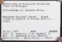 Scleroderma bovista image