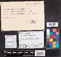 Scleroderma bovista image