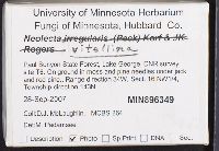 Neolecta vitellina image