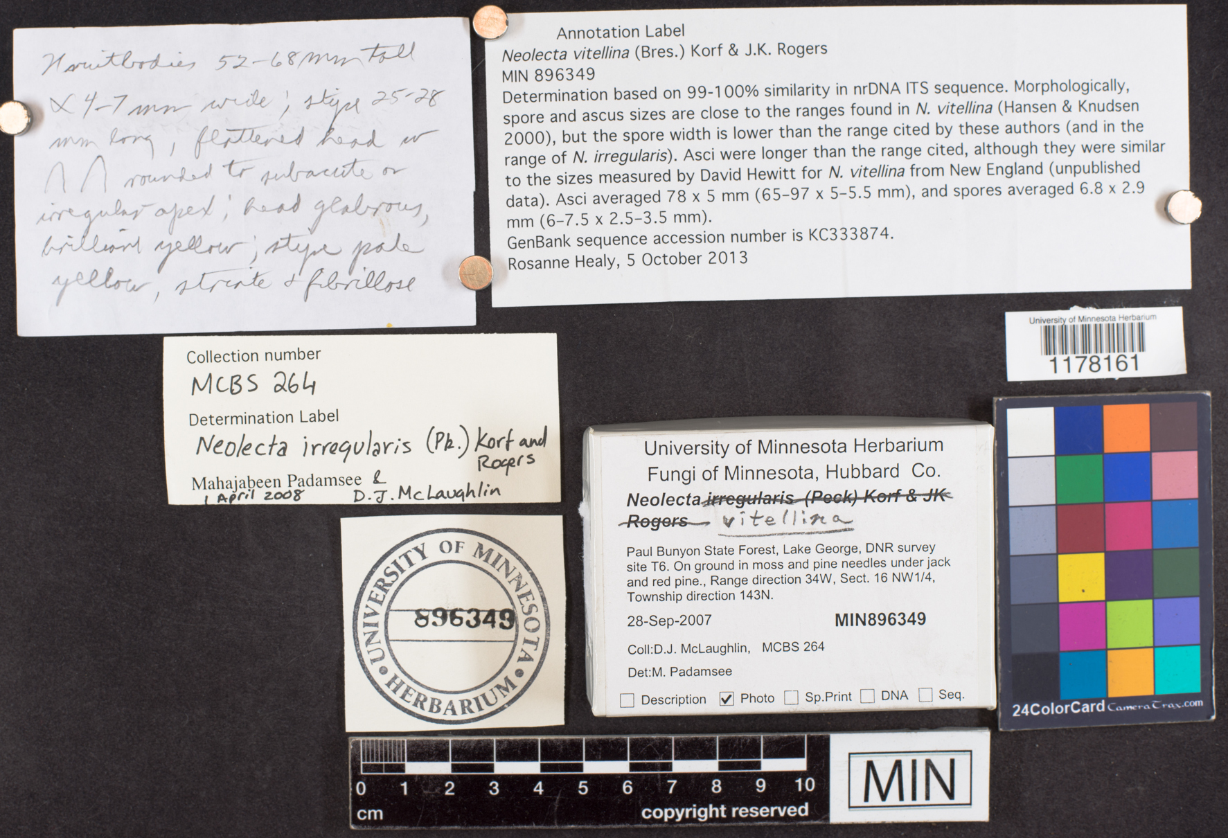 Neolecta vitellina image