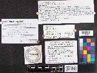 Neolecta vitellina image