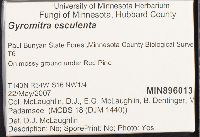 Gyromitra esculenta image