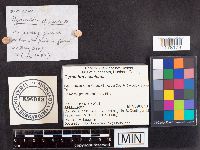 Gyromitra esculenta image