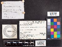 Gyromitra esculenta image