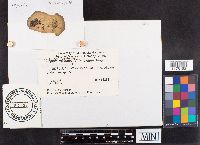 Chlorophyllum rachodes image