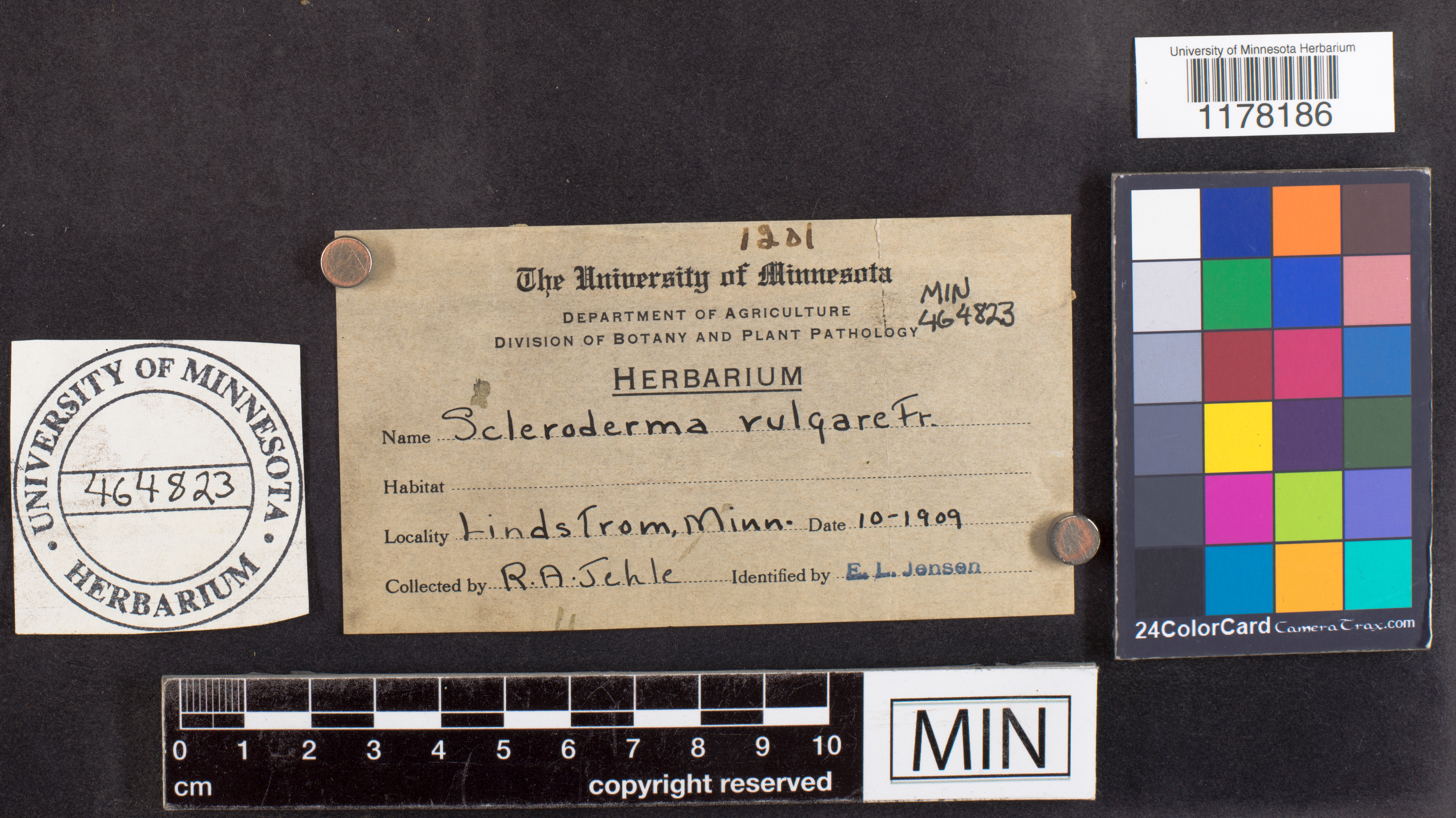 Scleroderma vulgare image