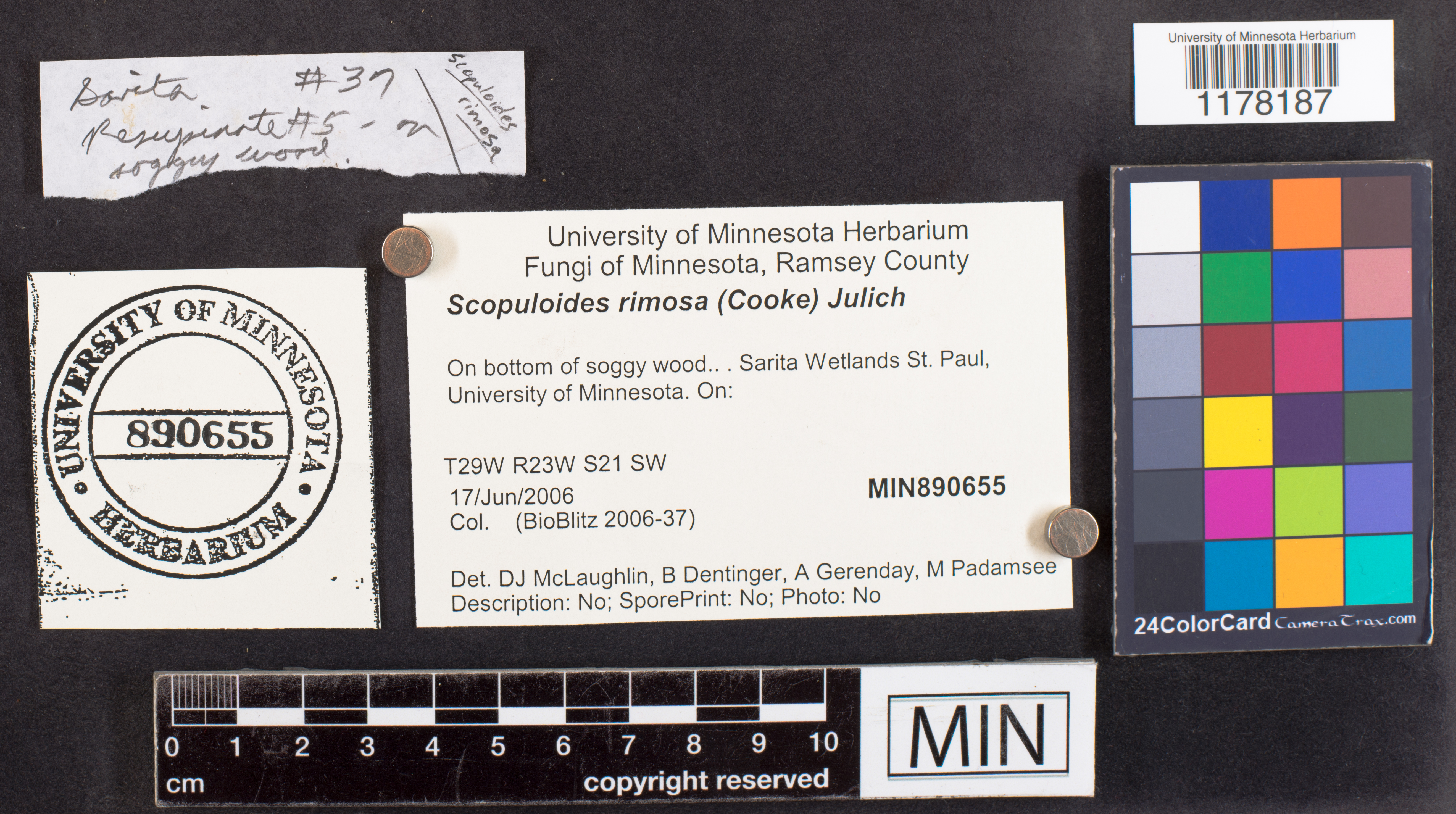 Scopuloides rimosa image