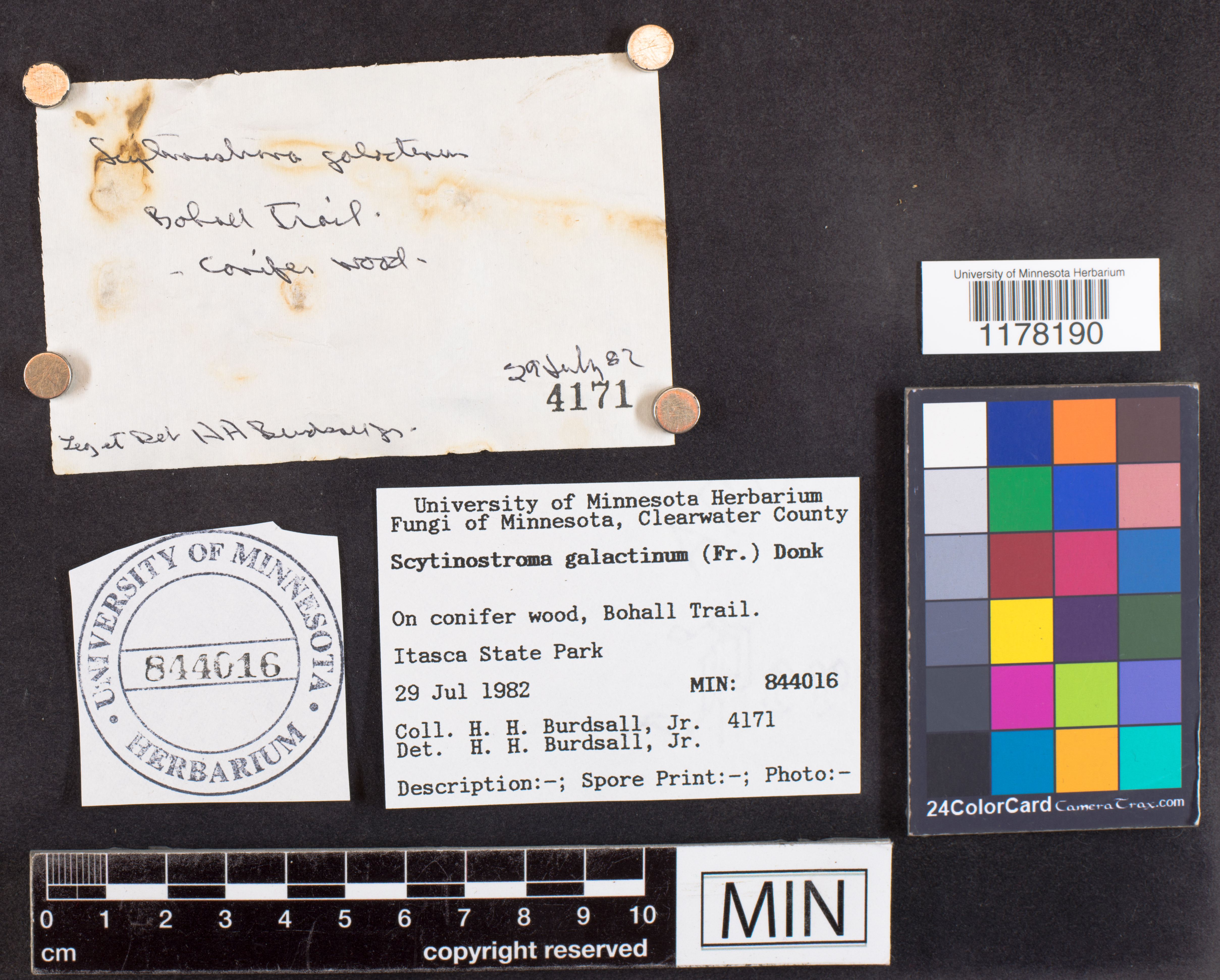 Scytinostroma galactinum image