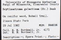 Scytinostroma galactinum image