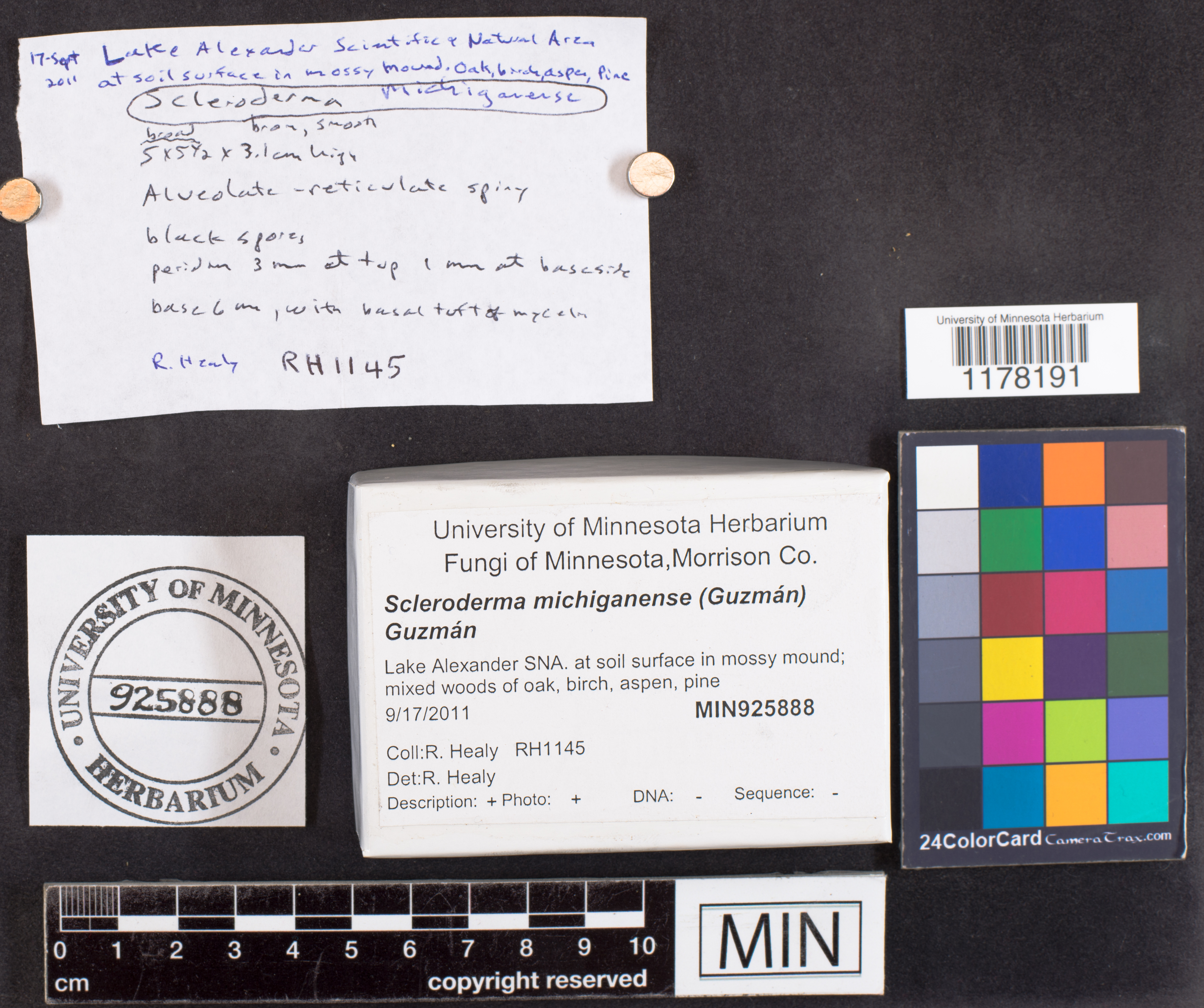 Scleroderma michiganense image