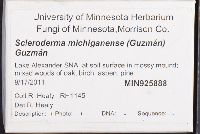 Scleroderma michiganense image