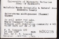 Scleroderma michiganense image